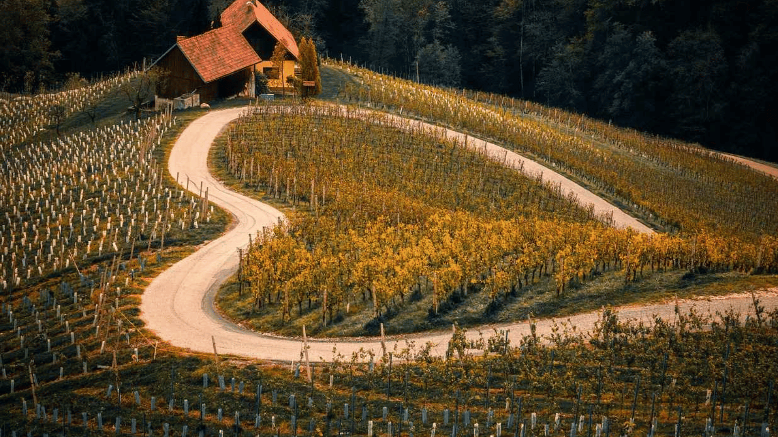 Un vignoble avec une route et une maison
